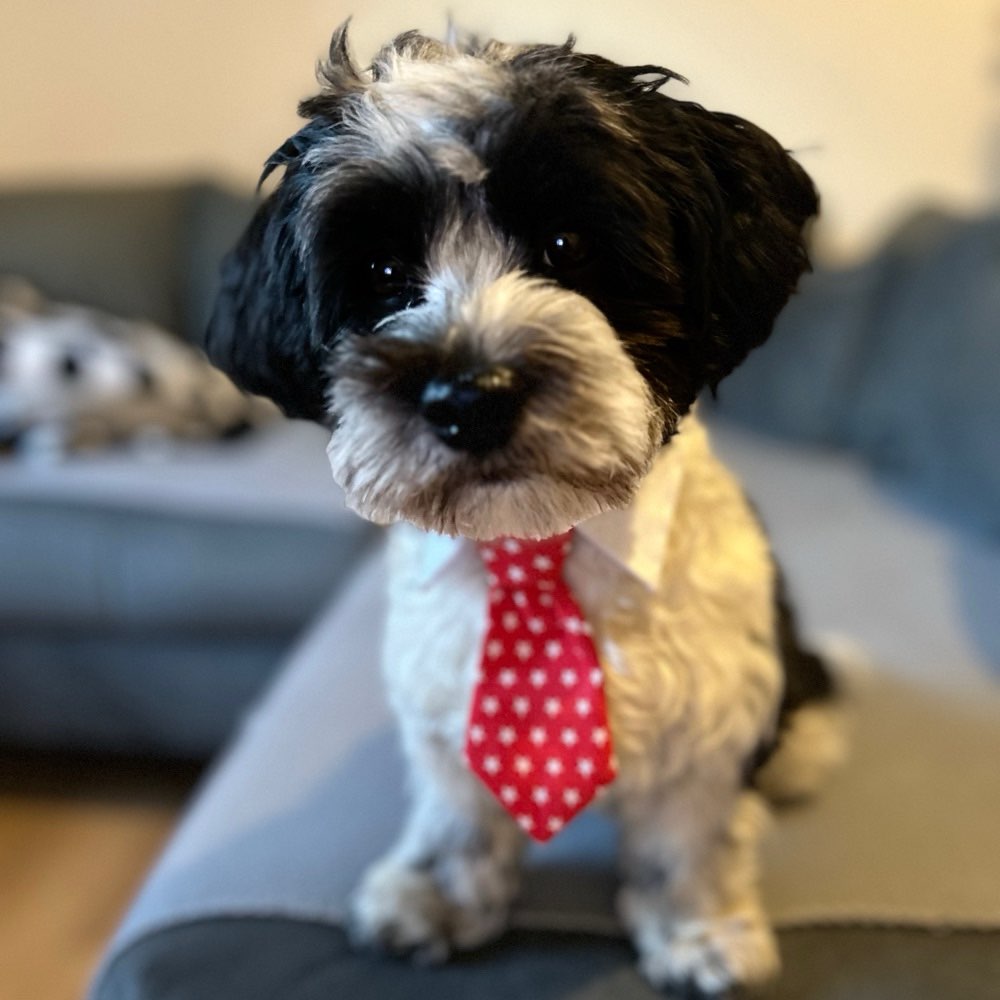 Hundetreffen-Spielgefährten gesucht-Profilbild