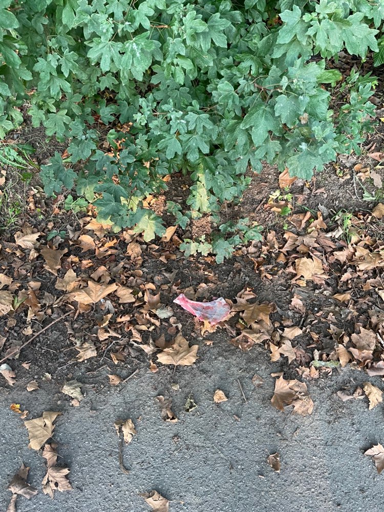 Giftköder-Knochen im Gebüsch-Profilbild