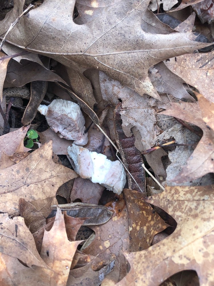 Giftköder-Fleischstücke im Wald-Profilbild