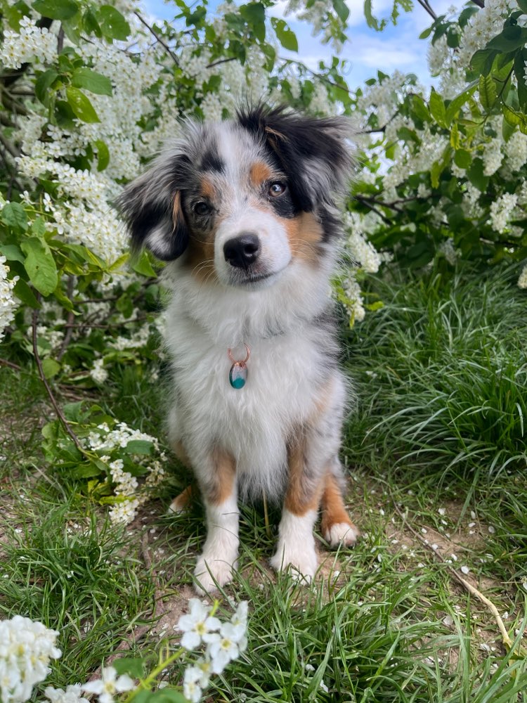 Hundetreffen-Gasse Runde unter kleinen Hunden bis 40cm-Profilbild