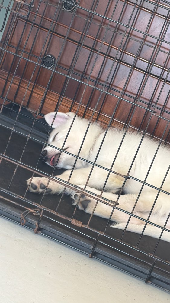 Hundetreffen-Welpe sucht ruhigen Treff-/ Spielpartner-Profilbild