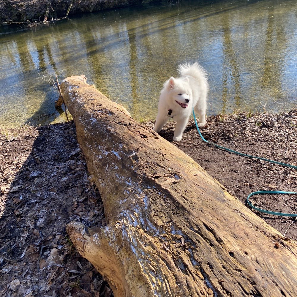 Hundetreffen-Hundebegnung trainieren 😊-Profilbild