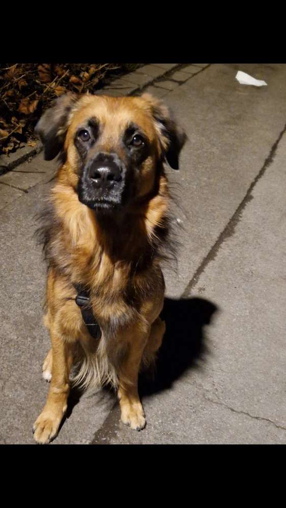 Hundetreffen-Teddy sucht eine sie und Unterstützung-Profilbild