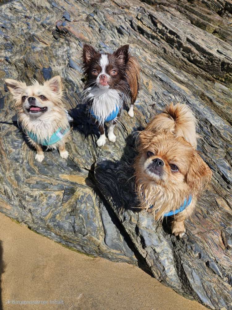 Hundetreffen-Hunde Treff-Profilbild