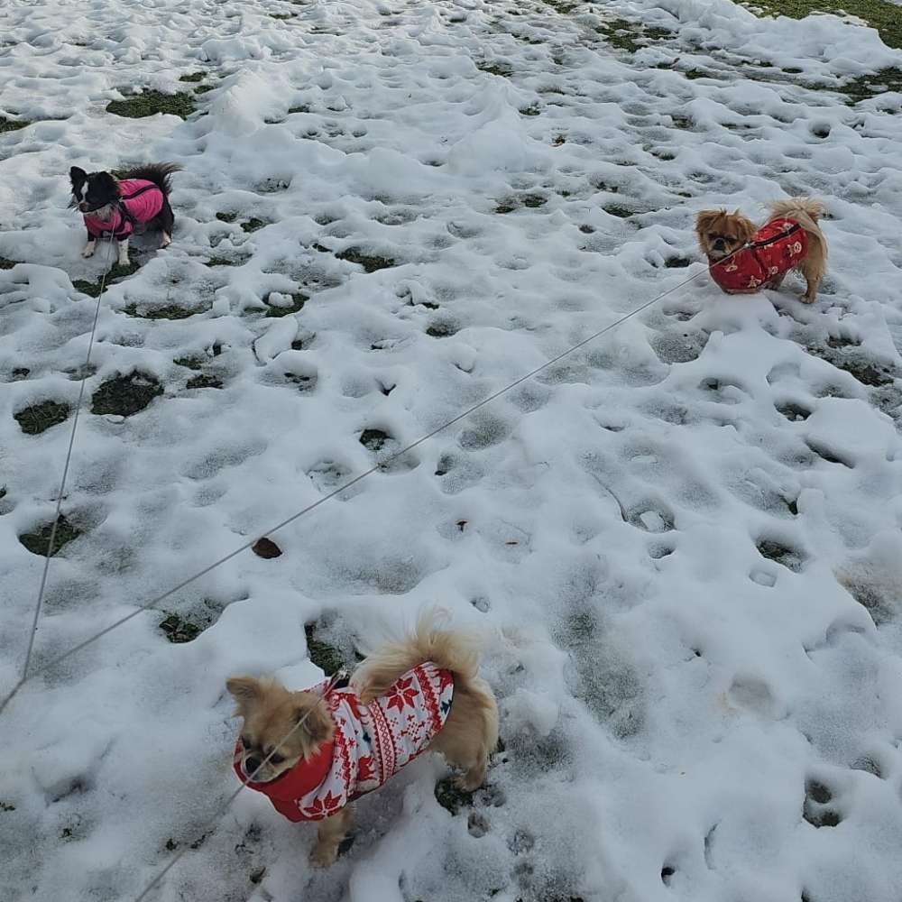 Hundetreffen-Spaziergang-Profilbild