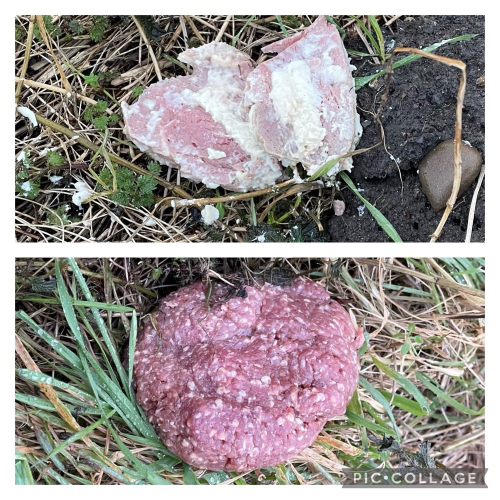 Giftköder-Ausgelegtes rohes  Fleisch-Profilbild