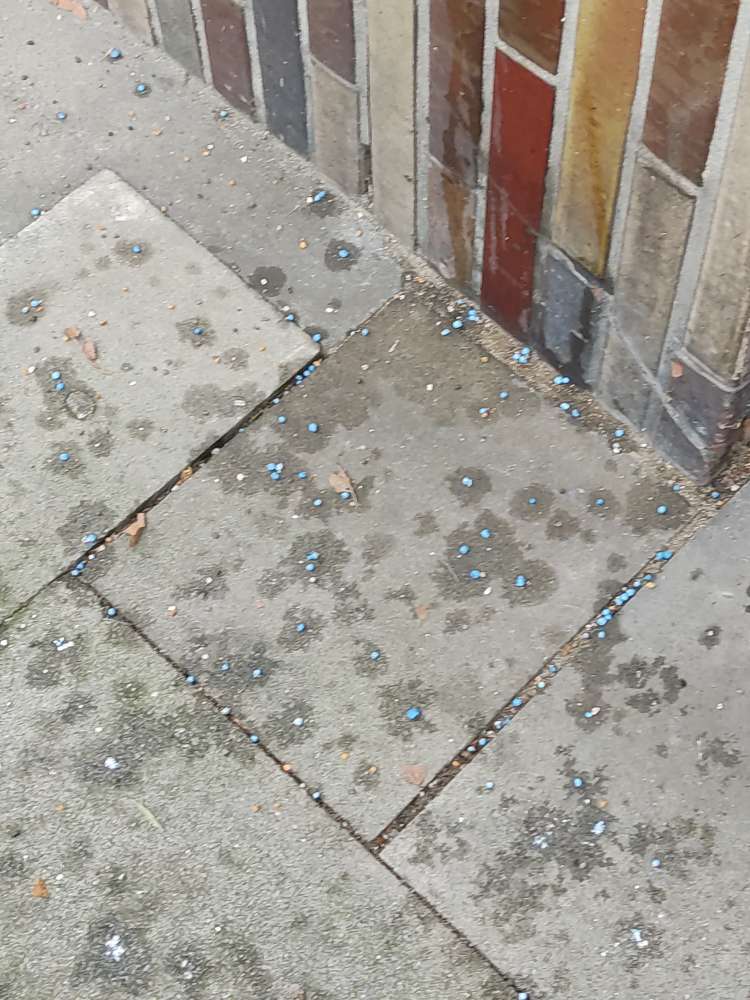 Giftköder-Möglicher Giftköder-Profilbild