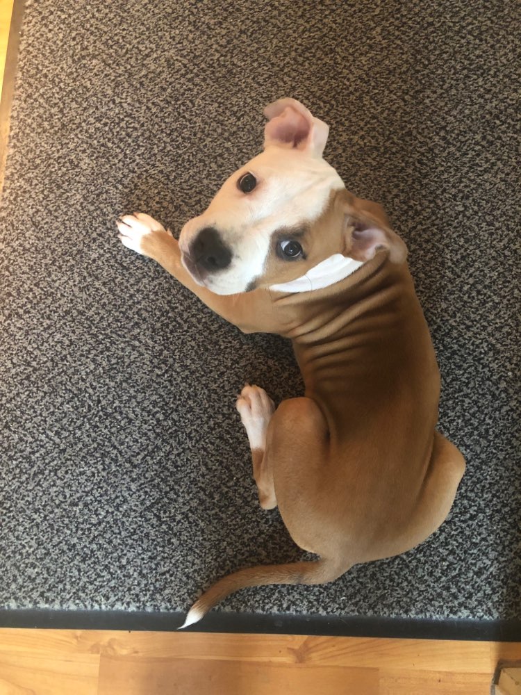 Hundetreffen-Welpentreffen in Gundelfingen-Profilbild