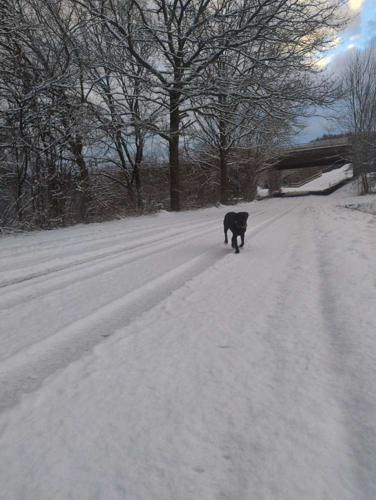 Hundetreffen-Reaktive Hunde, Social Walk, Training, Üben-Profilbild