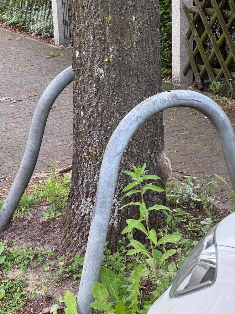 Giftköder-Eichenprozessionsspinner-Profilbild
