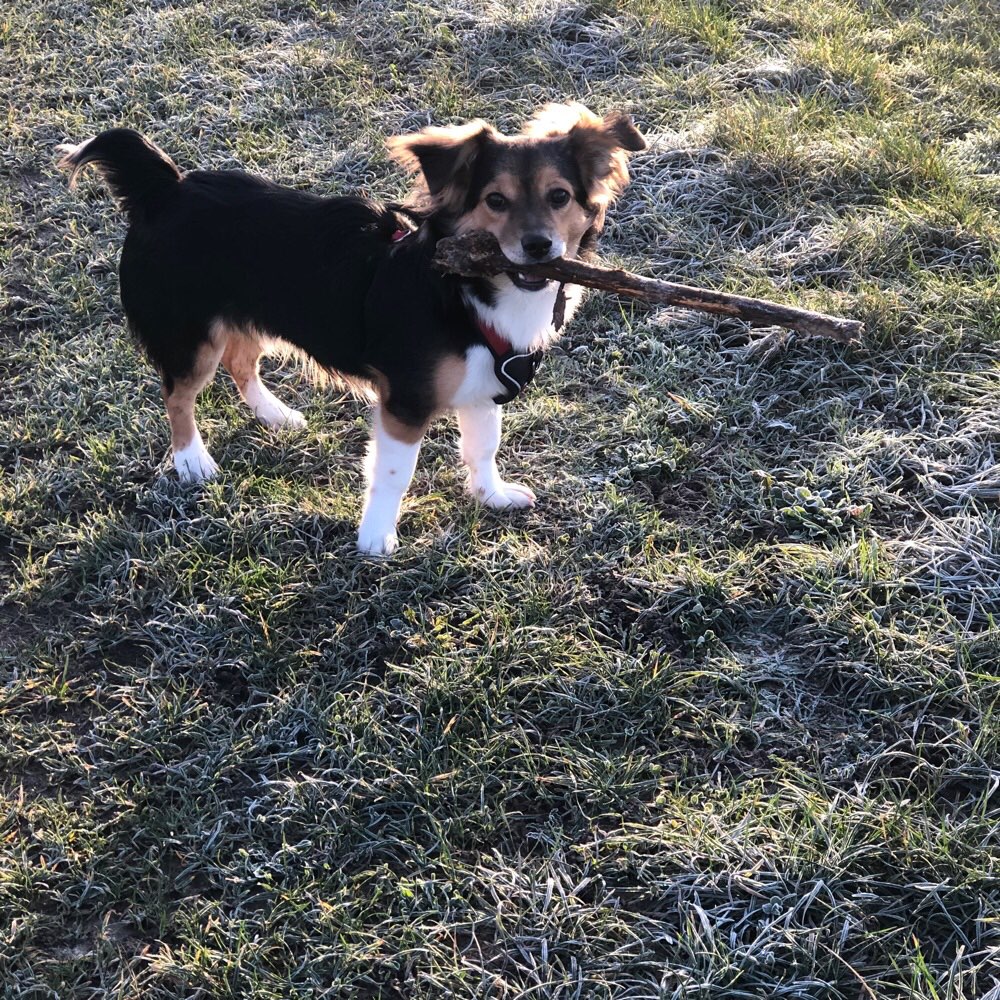 Hundetreffen-Welpenspielen in Soest-Profilbild