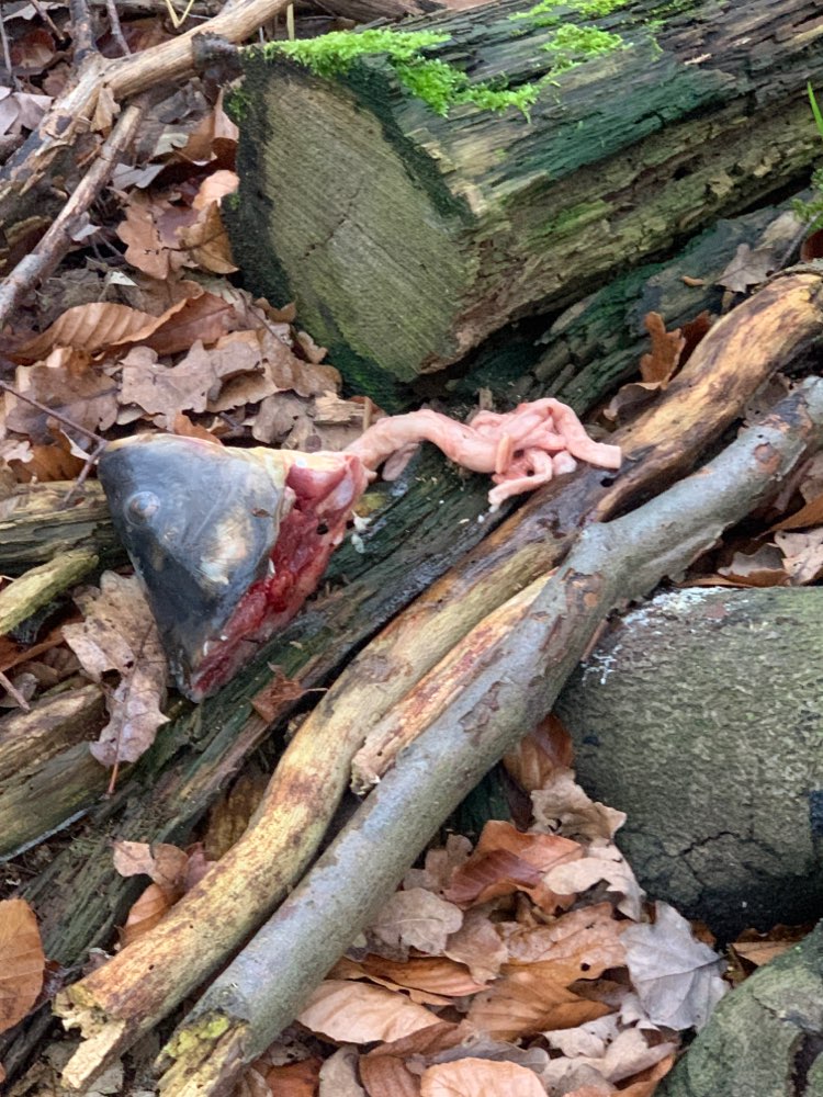 Giftköder-Fischkopf-Profilbild