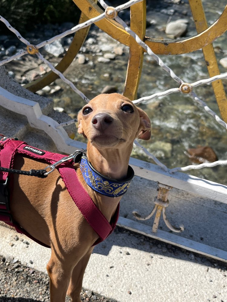Hundetreffen-Erzieher-Hund oder „Gouvernante“ gesucht!-Profilbild
