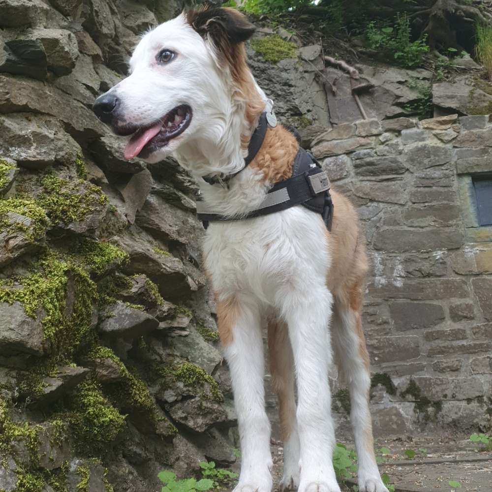 Hundetreffen-Spielkameraden gesucht-Profilbild