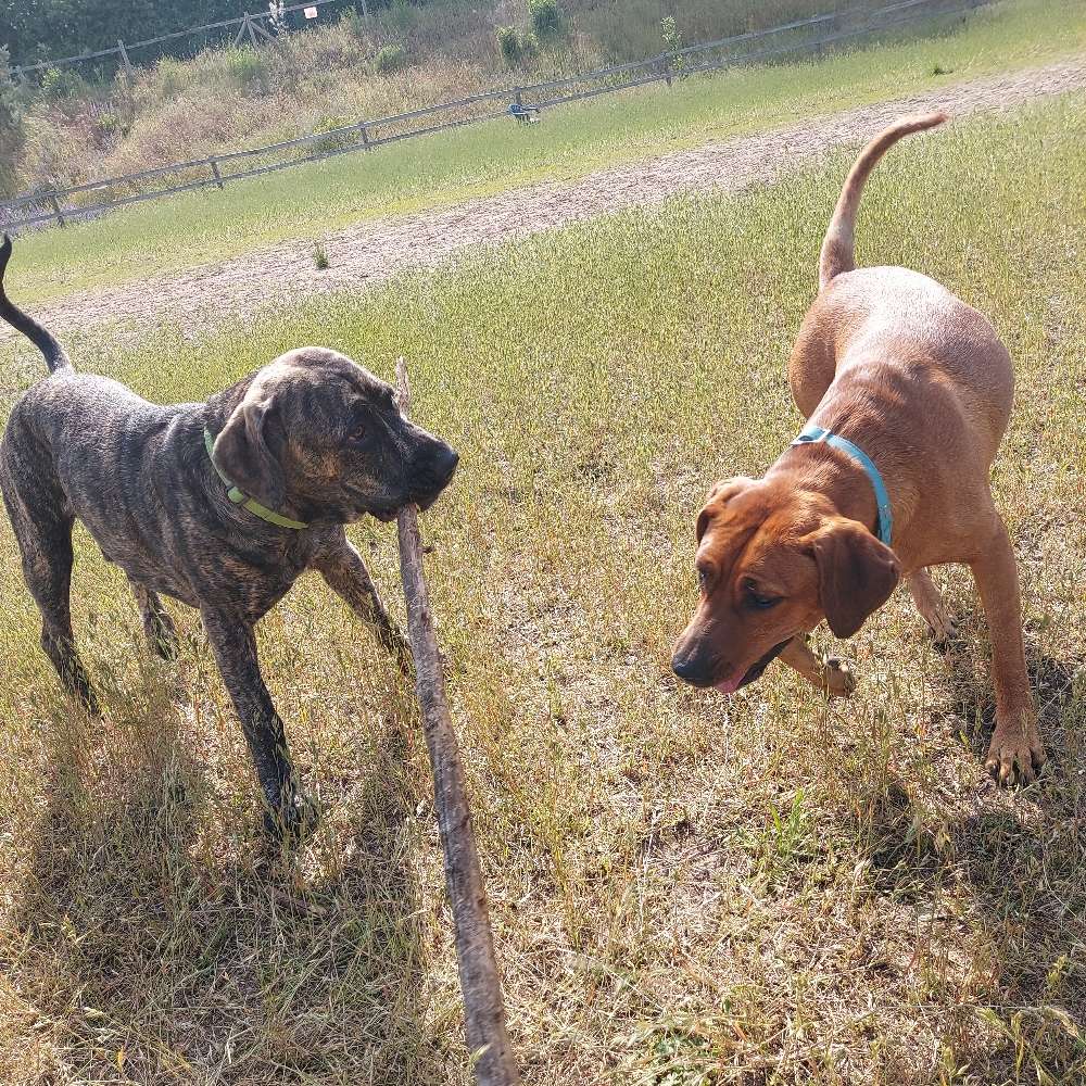 Hundetreffen-Hundewiese in Ketsch-Profilbild