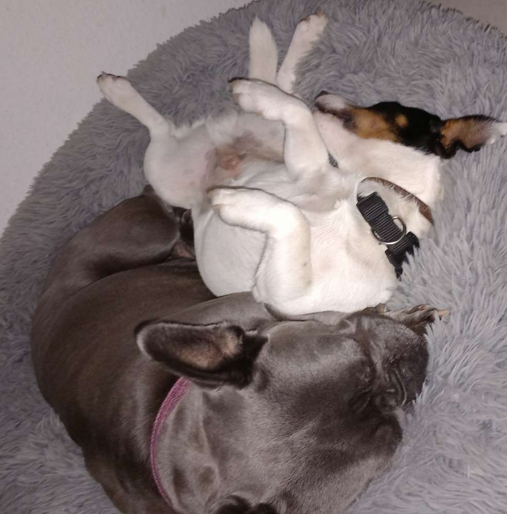 Hundetreffen-Gassirunde+ Speilrunde in Demmin-Profilbild