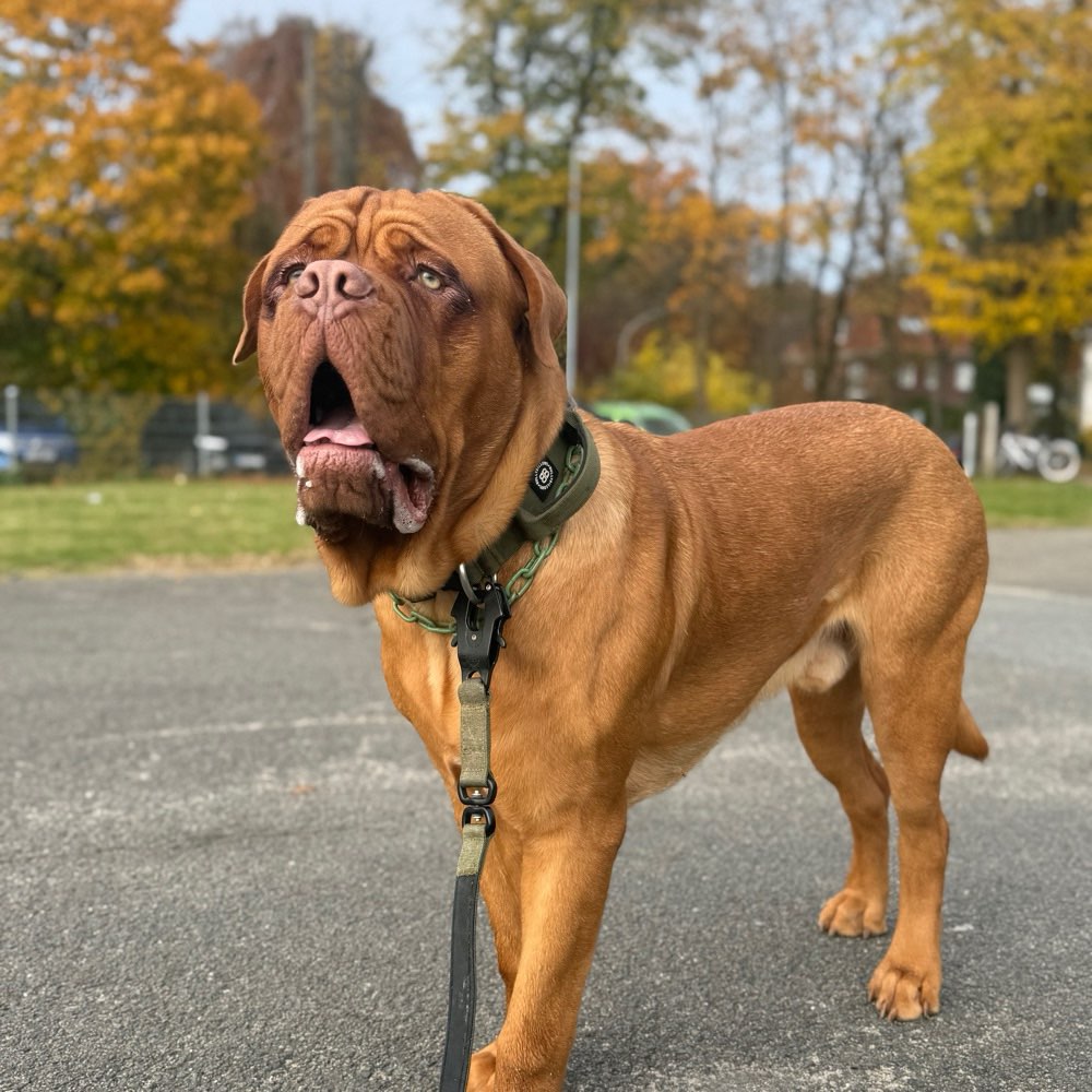 Hundetreffen-Spielen / treffen-Profilbild