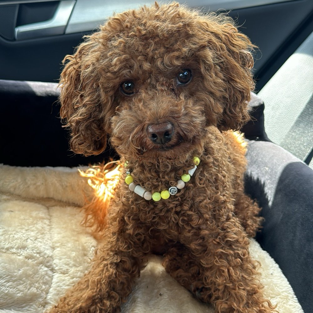 Hundetreffen-Junghund treffen in Erlangen/Fürth - Land-Profilbild