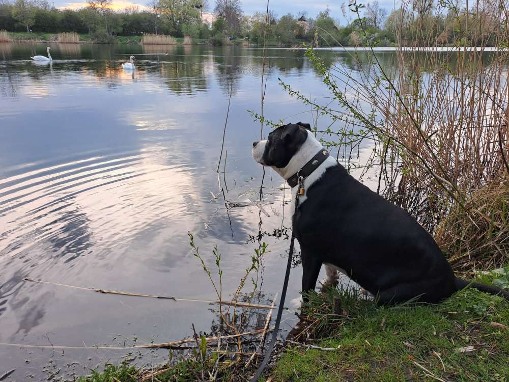 Hundetreffen-Treffen in Hildesheim-Profilbild