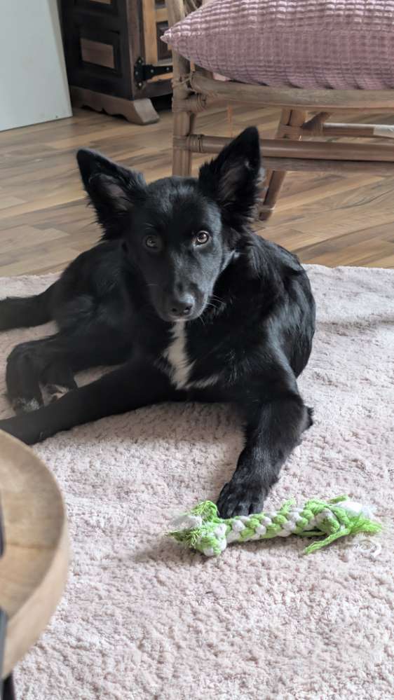 Hundetreffen-Suche Spielkameraden für 6 Monate alte Hündin :)-Profilbild