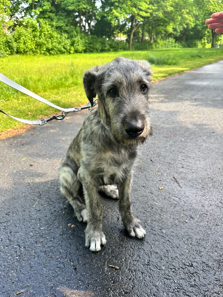 Hundetreffen-Gemeinsame Spaziergänge und Spiele-Profilbild