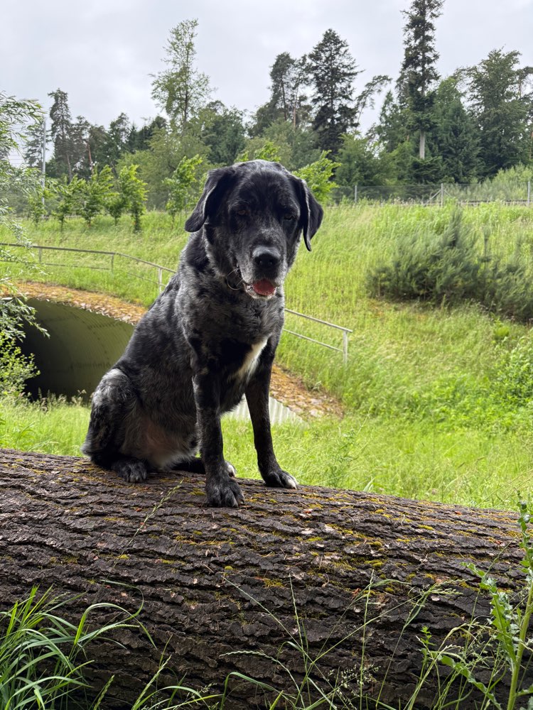 Hundetreffen-Social Walk-Profilbild