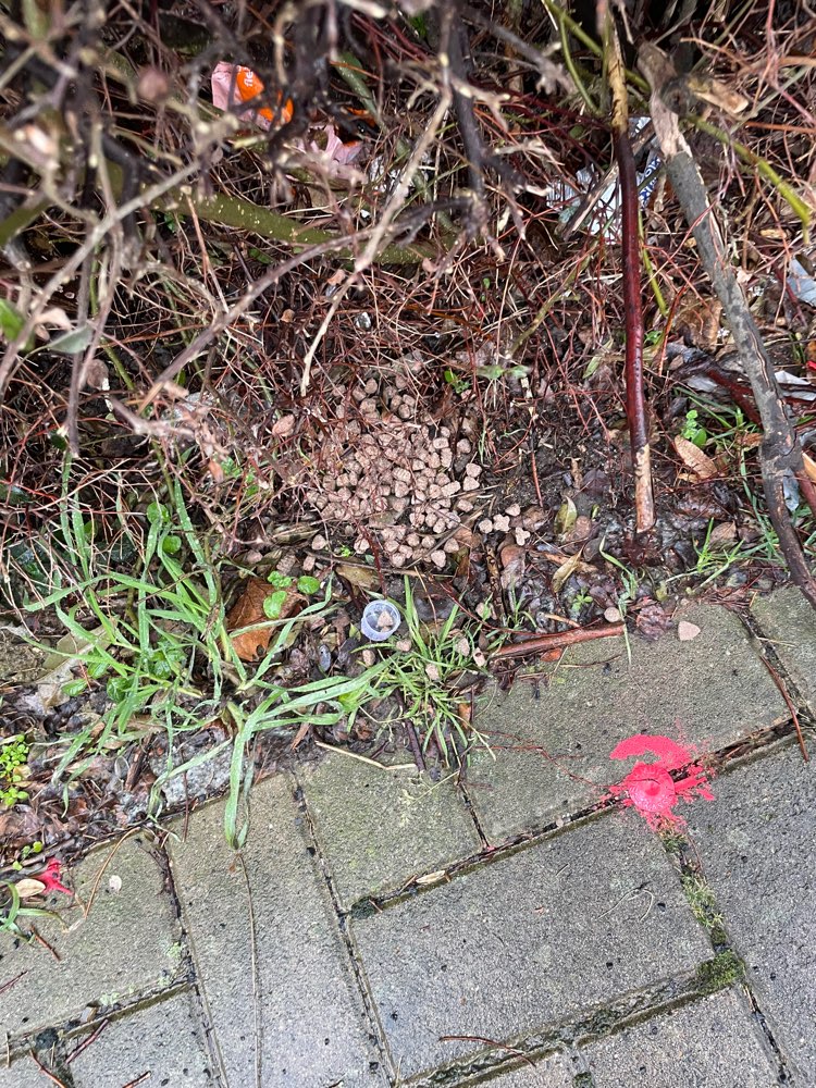 Giftköder-ERNEUT Futter ausgelegt-Profilbild