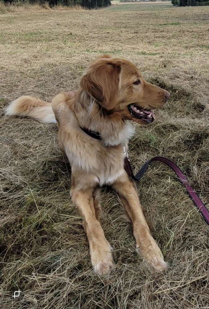 Hundetreffen-Gemeinsame Spaziergänge, Trainingspartner-Profilbild