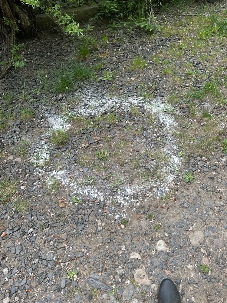 Giftköder-Weißes Pulver-Profilbild