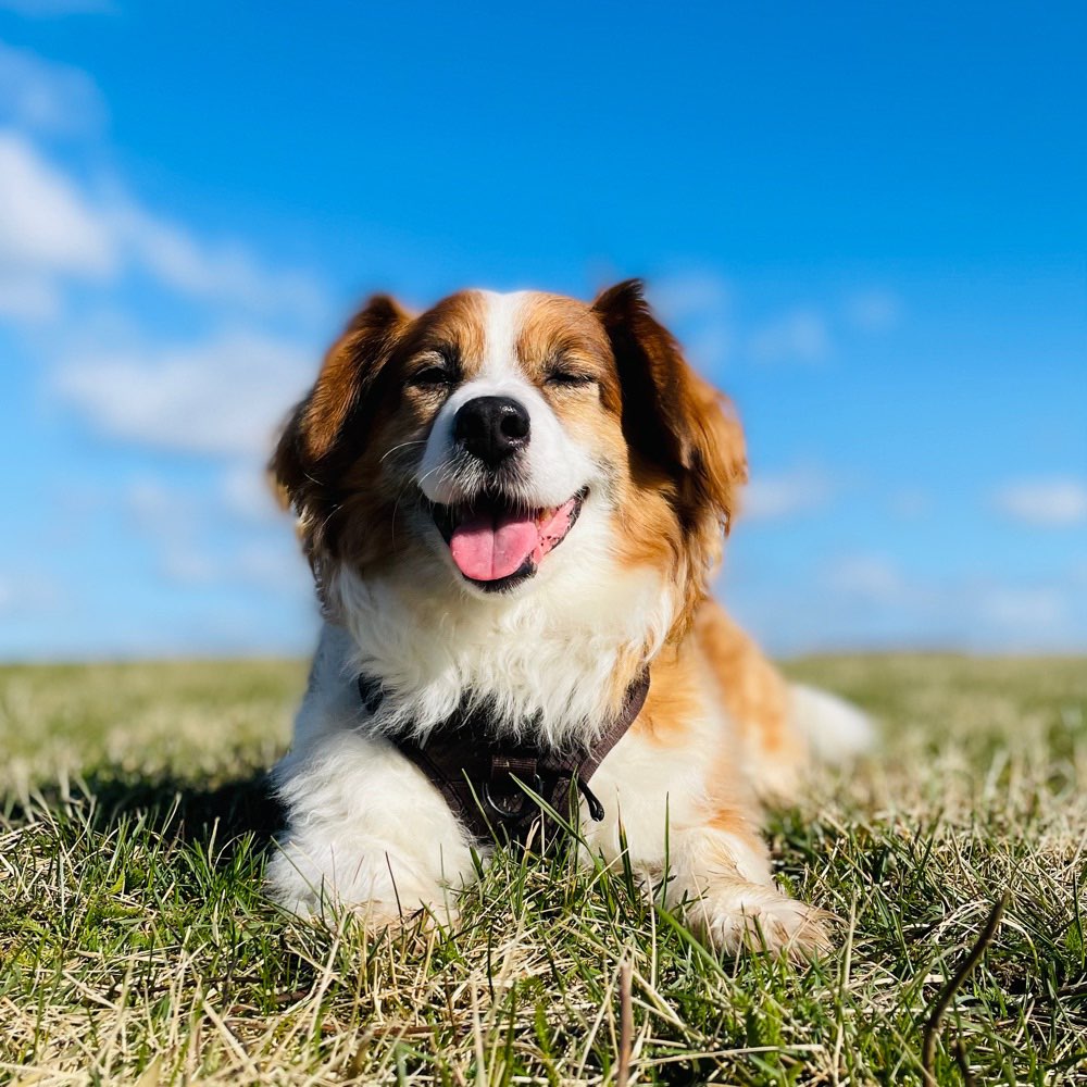 Hundetreffen-Spiel- und Gassifreundschaft-Profilbild