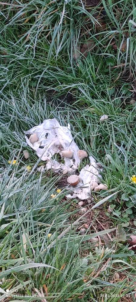 Giftköder-Verdacht auf Giftköder (wurde entfernt )-Profilbild