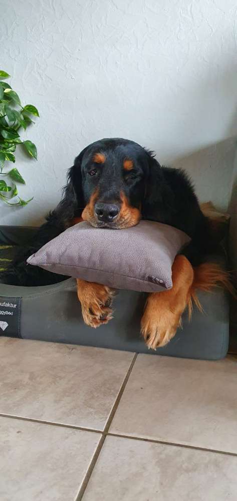 Hundetreffen-Spielrunde-Profilbild