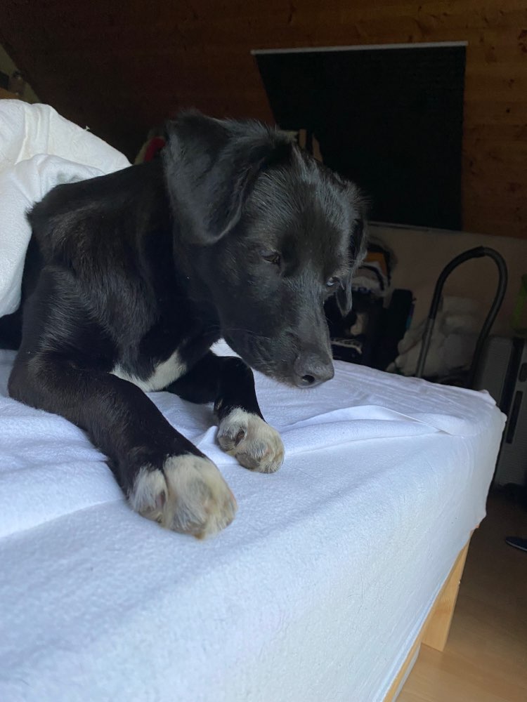 Hundetreffen-Spaziergang-Profilbild