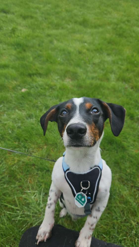 Hundetreffen-Hundefreunde gesucht-Profilbild