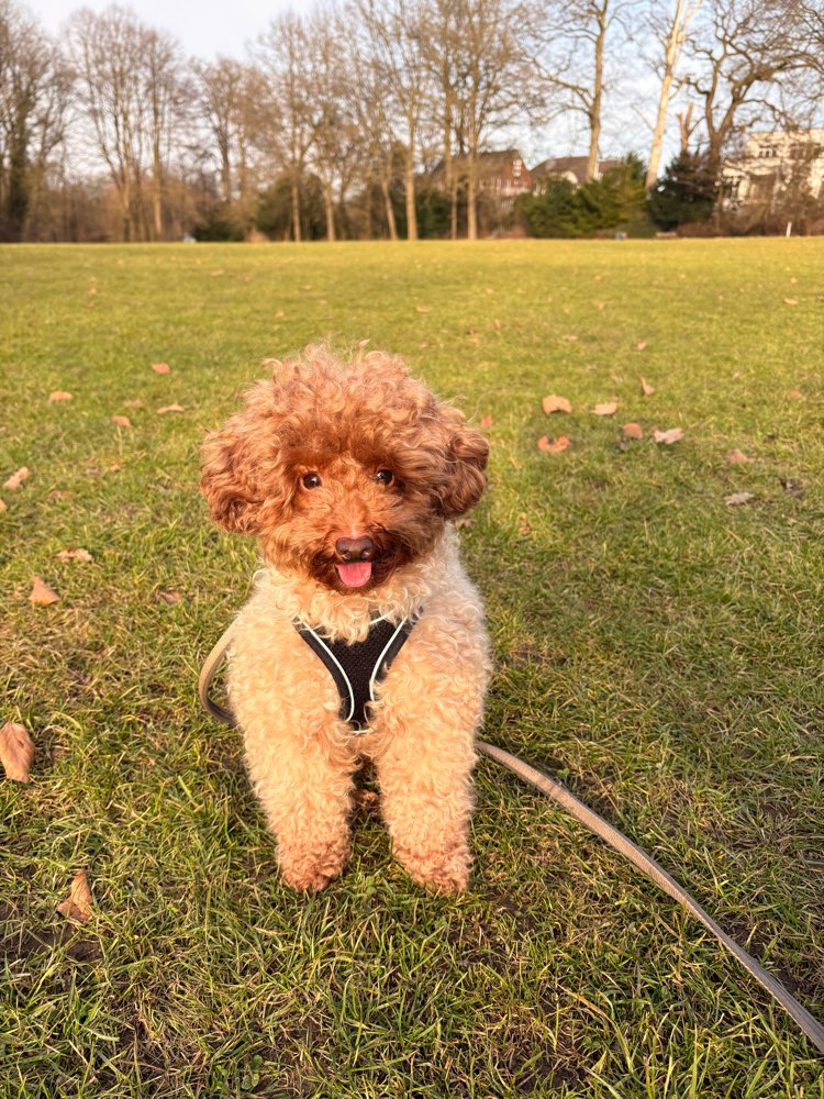 Hundetreffen-Spielkameraden gesucht (eher kleine Hundis)-Profilbild
