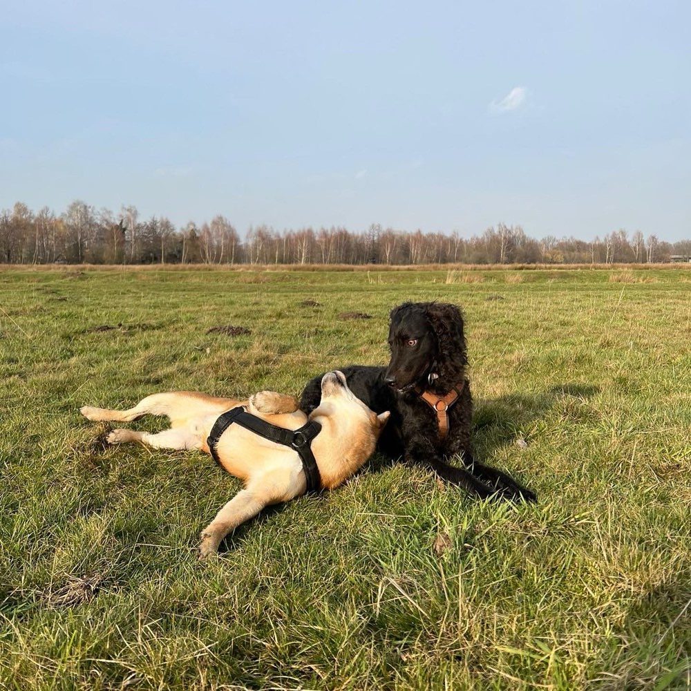 Hundetreffen-Hundefreunde für Hanni-Profilbild