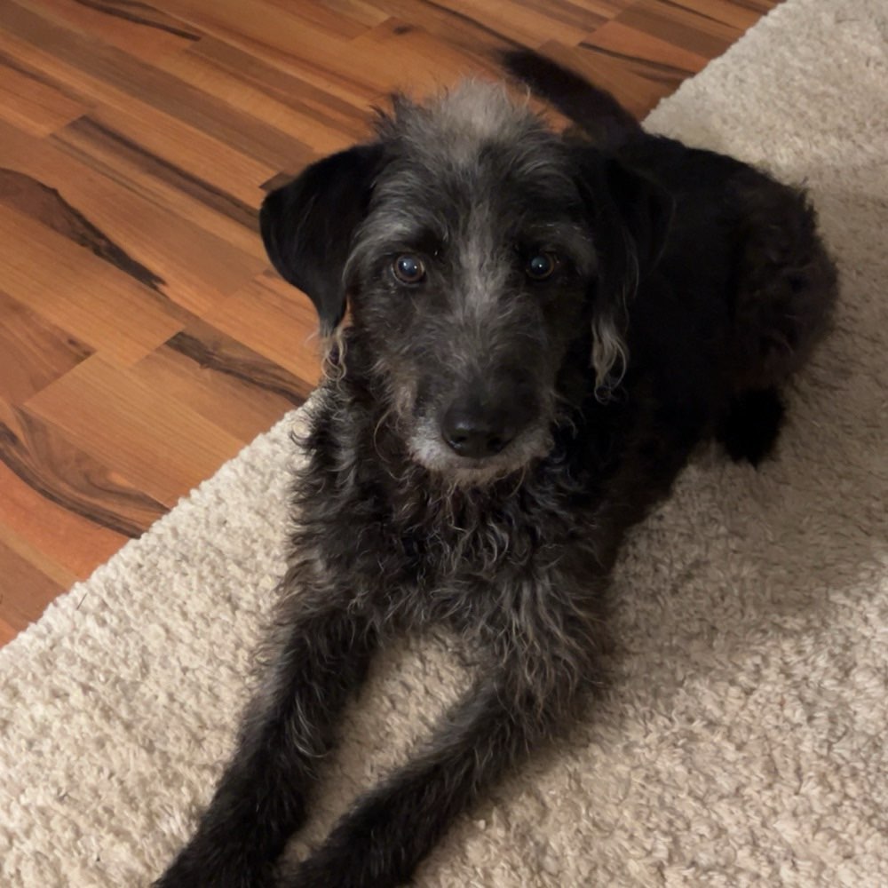 Hundetreffen-Gemeinsame Spaziergänge-Profilbild