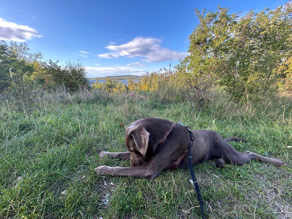 Hundetreffen-Spaziergang-Profilbild