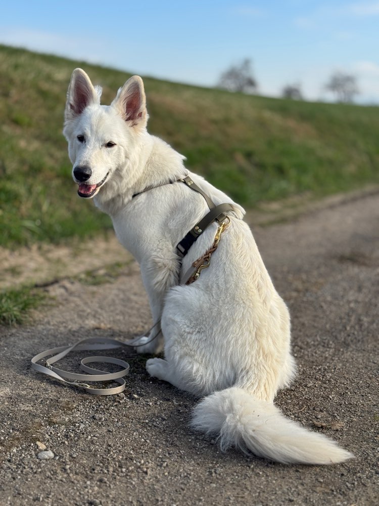 Hundetreffen-Trainingsspaziergang für etwas schwierigere Hunde-Profilbild
