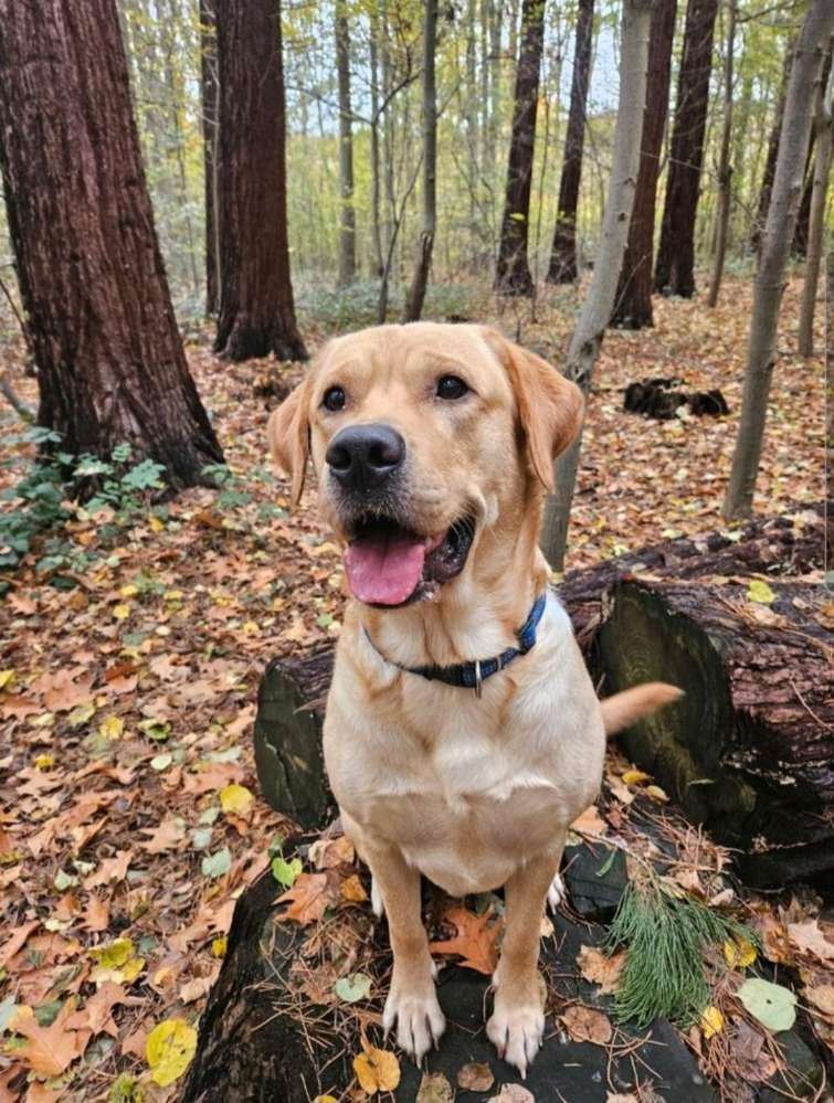 Hundetreffen-Hundefreund, Spielgefährten gesucht :)-Profilbild