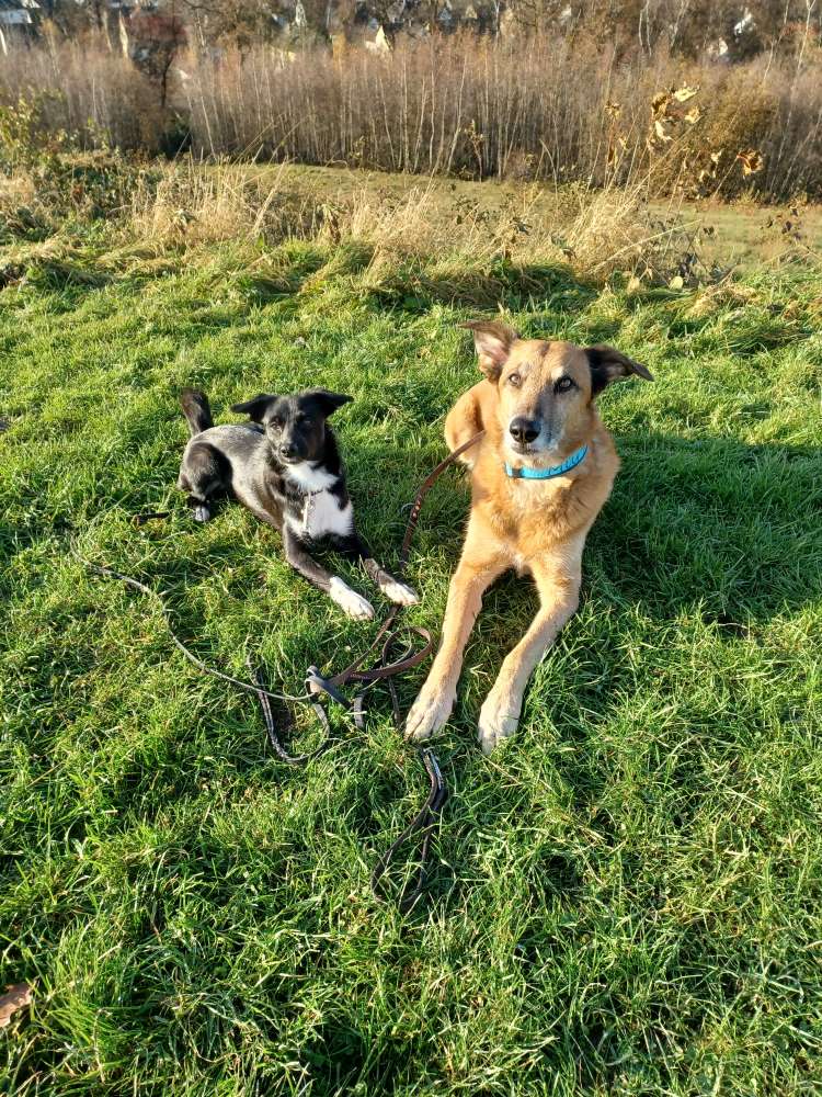 Hundetreffen-Pfotenbande sucht Freunde für gemeinsame Abenteuer!-Profilbild