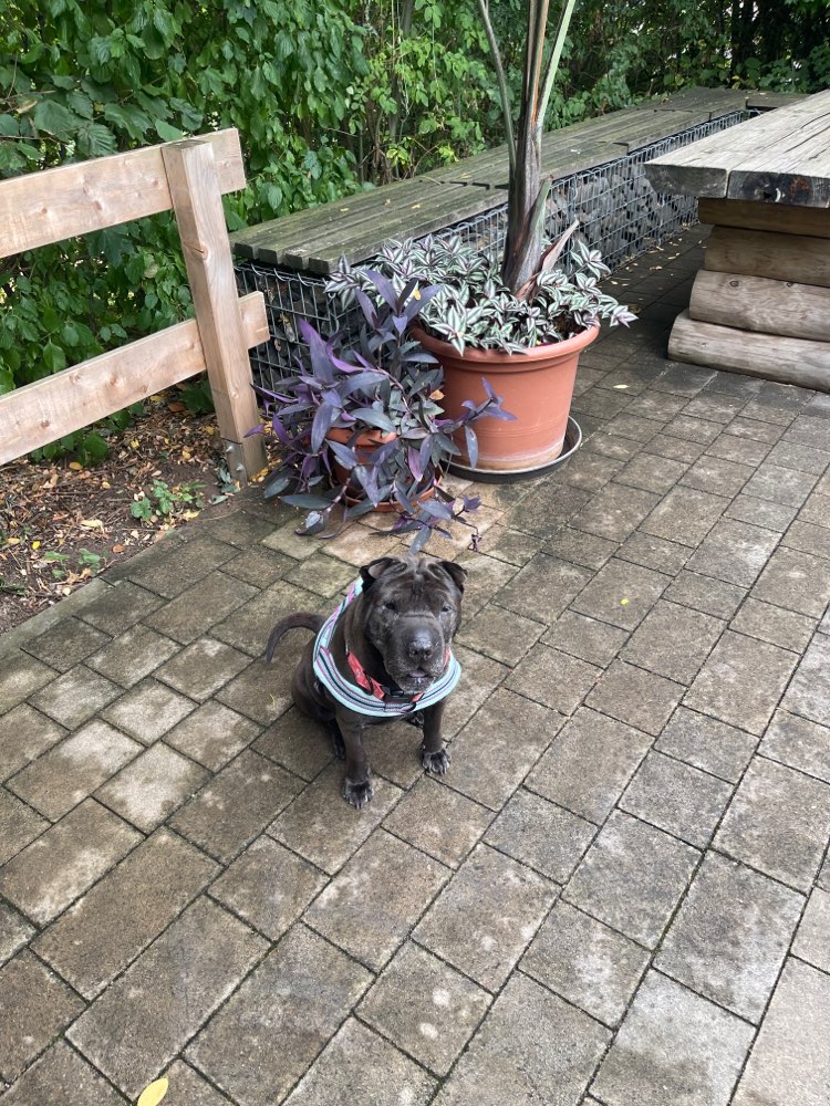 Hundetreffen-Hunde-Freunde-Treff-Profilbild