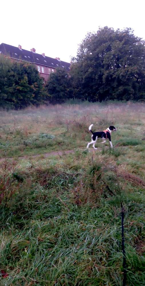 Hundetreffen-Spielpartner gesucht 😊-Profilbild