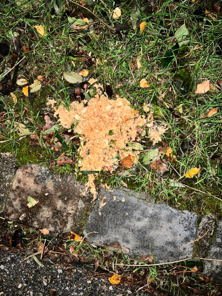 Giftköder-Möglicher Giftköder-Profilbild