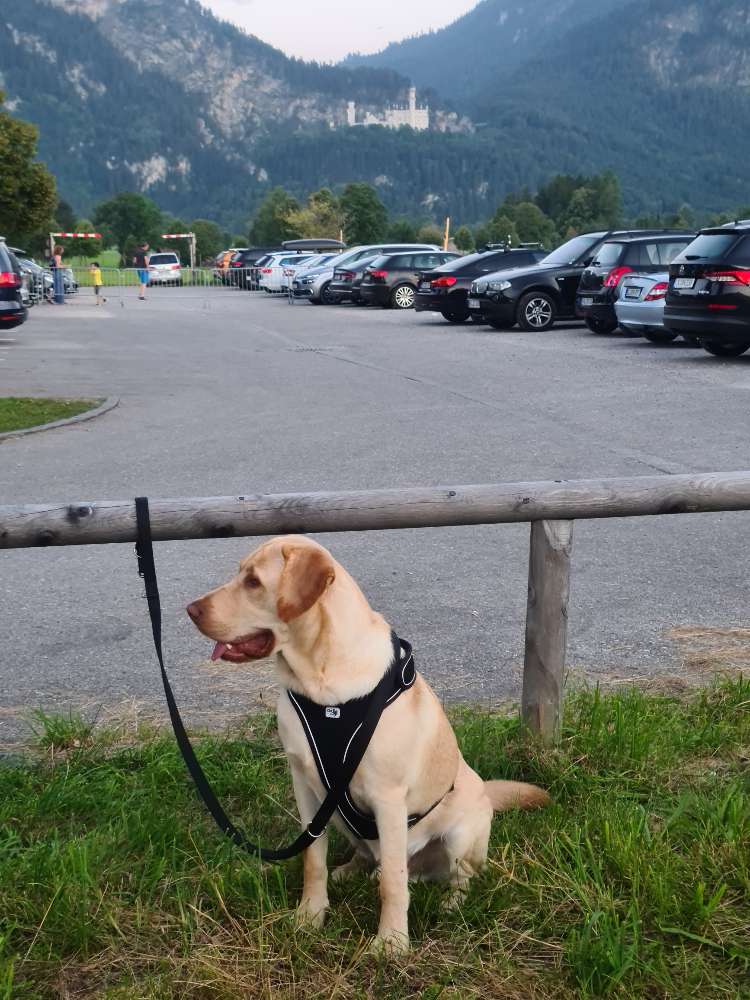 Hundetreffen-Spielen am Wochenende  in Ludweiler-Profilbild