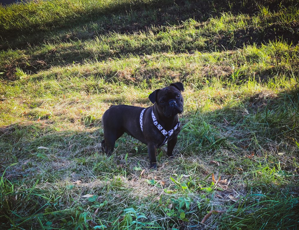 Hundetreffen-Gemeinsame Gassirunde und Spielen-Profilbild