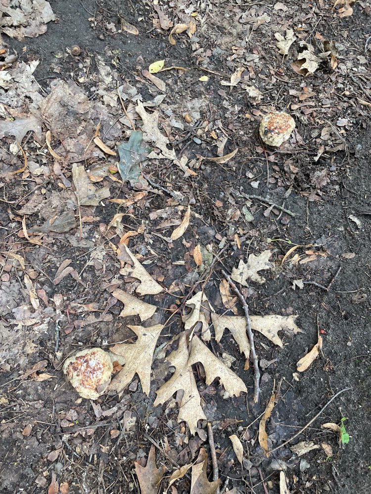 Giftköder-Ausgelegte Hackbällchen-Profilbild