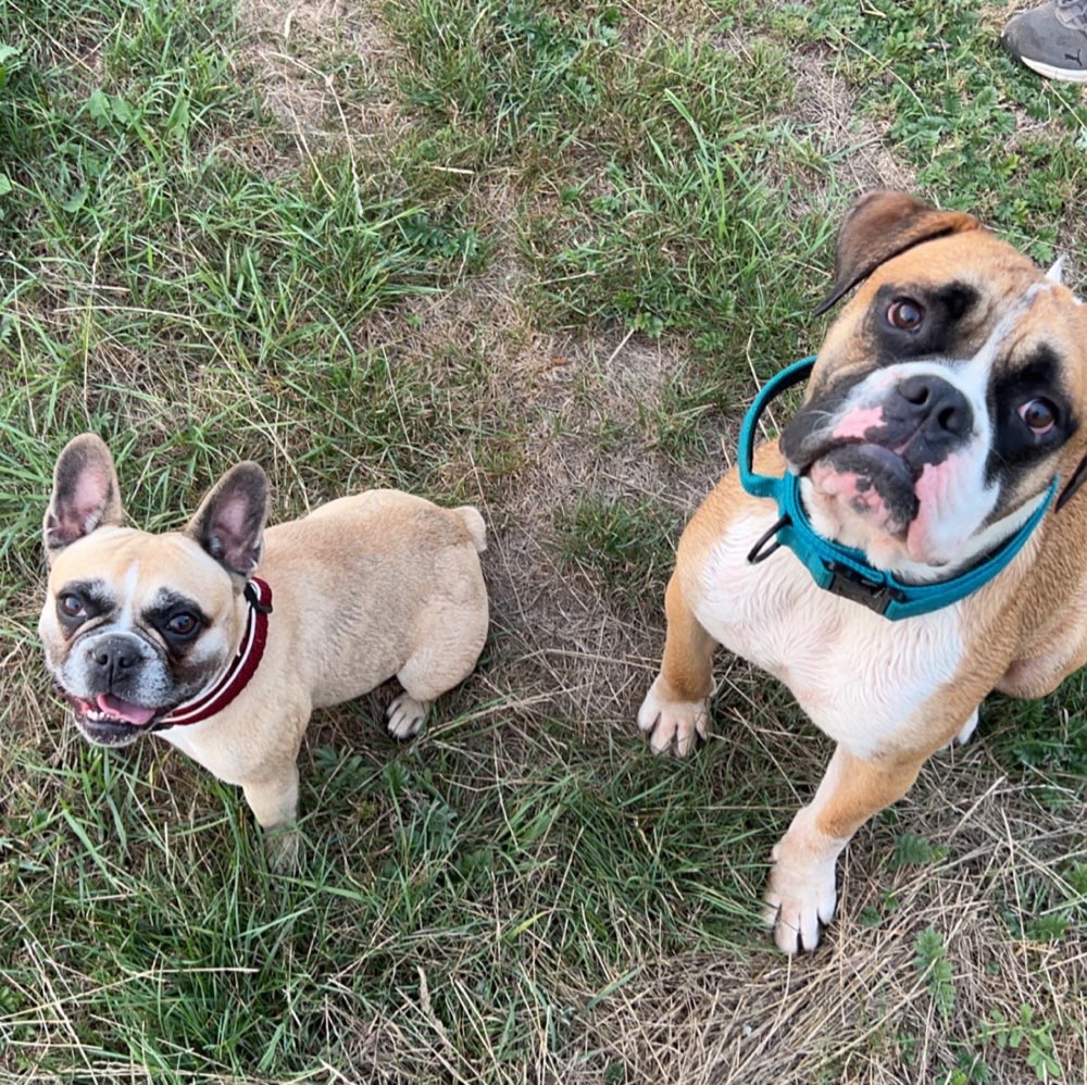 Hundetreffen-Suchen Spaziergang Freunde !-Profilbild