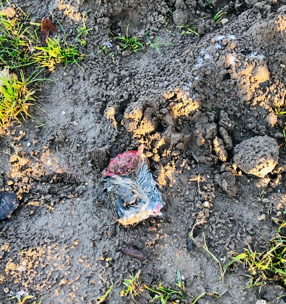 Giftköder-Großes Stück rohes Fleisch-Profilbild