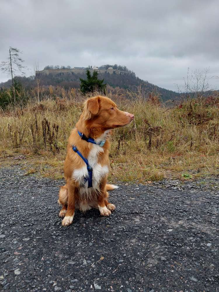 Hundetreffen-Waldspaziergang-Profilbild